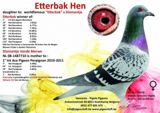 Etterbak hen NL 15-1710479