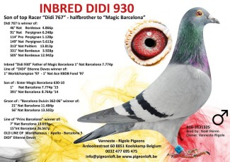 Inbred Didi 930 325 B16-3131325