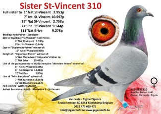 Sister st vincent 310 B16-3131310