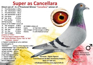 Super as Cancellara B12-3000317