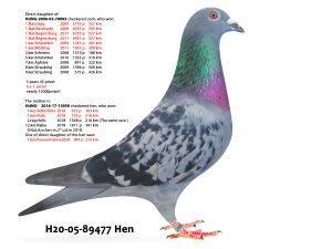 H20-05-89477 Hen2