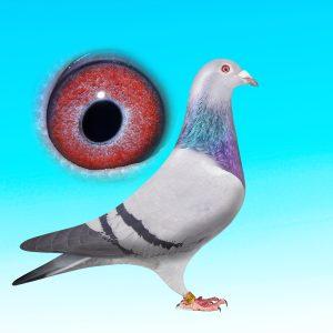 NL19-1128764♀-KÉK-TOJÓ-PAMELA