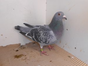 DSCN2529