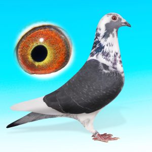 NL25-1527098-fektar."tojó."Bonte Helena"-Batenburg/Brinkman