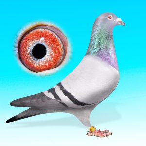 B19-3117696-KÉK TOJÓ-AZ ETTERBAK-UNOKÁJA