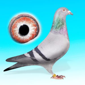 B19-3122834-KÉK HÍM-A CANCELLARA UNOKÁJA