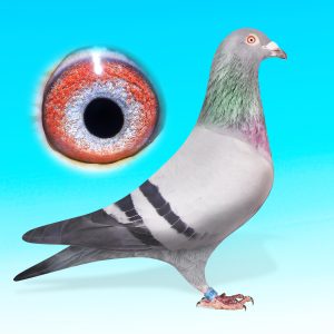 DV21-0263-463-KÉK HÍM-LEO HEREMANS xGUNTHER PRANGE