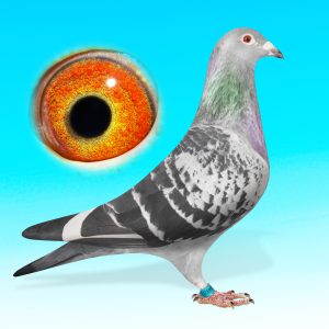 NL16-1884921-KKCS.TOJÓ-SPECIAL 921-EREDETI MEVLUT TEKIN