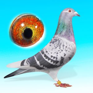 NL19-1440819-KKCSAPOS TOJÓ-Zwartje Goud"BATENBURG/JELLEMA