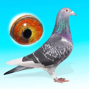 NL20-1062786-SK.CSAPOS HÍM-BEAUTY SULTAN