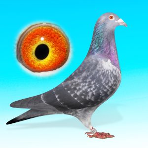 NL204211941-KK.HÍM-AZ 1 ÉS 2 NEMZETKÖZI PERPIGAN UNOKÁJA