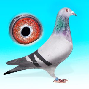 NL21-1224171-KÉK TOJÓ-Barcelona Star-BATENBURG/VAN DE MERWE