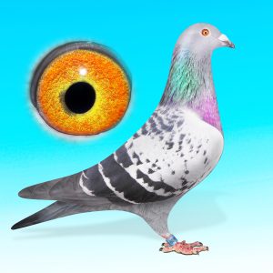 NL21-1486609-KK.TOJÓ-JELLEMA xBATENBURG