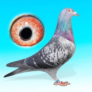 NL21-1486612-KK.HÍM-JEFF x SPECIAL ONE VONAL-AARDEN