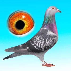 NL25-1527081-kk.tojó-"Kras Tara"-100% Batenburg