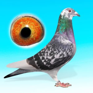 NL25-1527082-kktar.hím-Fantastic Aarden"-Lazeroms/Brinkman/van Agtmaal