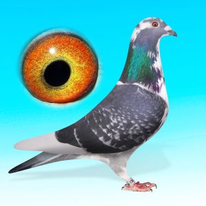 NL25-1527083-Kktar.hím-"Bonte Spartacus"-Lazeroms/van Geel/Brinkman