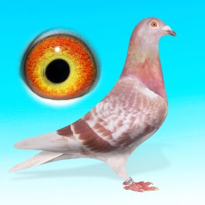 NL25-1527084-VK.HÍM "Rode Gladiator"-100%Jan Theelen