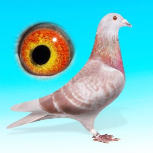 NL25-1527086-VK.HÍM-"Rode Pipo"-Barcelona x Jellema