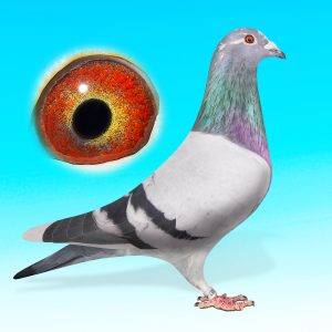 NL25-1527087-kcs hím."Witpen Graziani"-Barcelona/Jellema