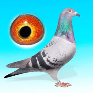 NL25-1527088-kk.hím."Pandur"-Jellema/Aarden/Brinkman