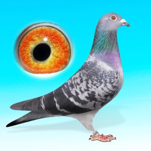 NL25-1527089-""Pasteur" kk.hím-Jellema/Aarden