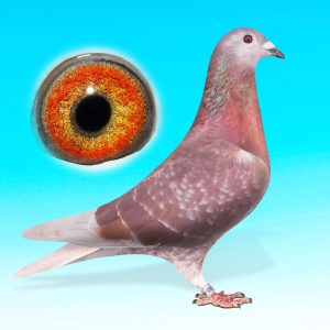 NL25-1627095-VK.HÍM."Rode Divavol"-szuper Barcelona