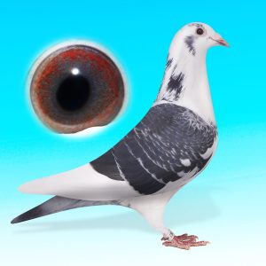 NL25-1527097-kktar.hím-"Bonte Amigo"-Batenburgx Brinkman