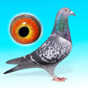 NL25-1527099-"PAVAROTTI"-KK.HÍM-BRINKMAN/AARDEN