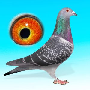 NL25-1527100-KK.HÍM-"COLINA"-BRINKMAN/AARDEN