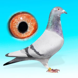 SK24-0701-140-KÉKCS.HÍM-ROKONTENYÉSZTETT "KITTEL"