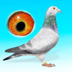 SK24-0701-73-DERES HÍM-GRIZZLE BEER-RUDY VAN REETH