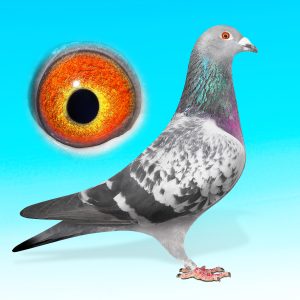 SK25-0701-1402-KK.HÍM-"BLUE PIRAT"JELLE ROSIERS x HOUBEN