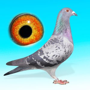 SK25-0701-1405-KK.TOJÓ-MARESKA-GERT HEYLEN x JELLE ROSIERS