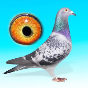 SK25-0701-1488-KK.TOJÓ-JELLY-JELLEMAxBATENBURG