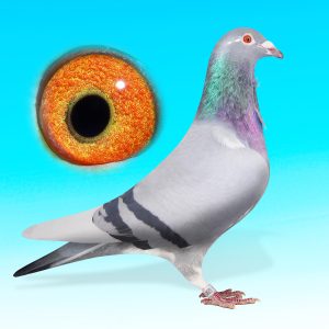 SK25-0701-1493-KÉKCS.HÍM-Maraton Man-Eijerkamp/Müller