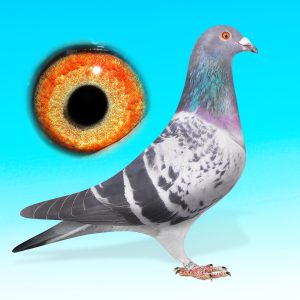 SK25-0701-1495-KK.HÍM-JOUNG JELLE-Jellema xBatenburg