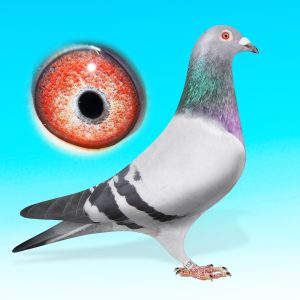 SK25-0701-1536-KÉK HÍM-Rokontenyésztett "Kittel"xHeremans