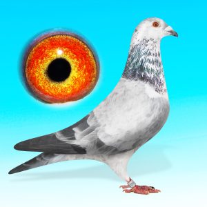 SK25-0701-1545-DER.HÍM-Rokontenyésztett Pitbull