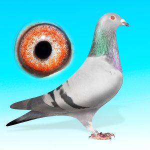 SK25-0701-1553-KÉK TOJÓ-Heremans x Rokontenyésztett "Kittel"