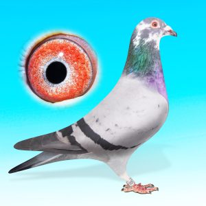 SK25-0701-1557-KÉKCS.HÍM-Rokontenyésztett Kittel