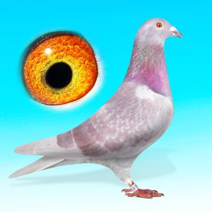 SK25-0701-1559-VK.HÍM-RED GUN-EIJERKAMP/MULLER