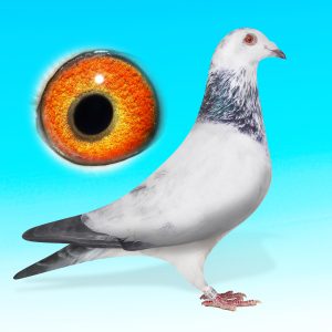 SK25-0701-1568-DERES HÍM-PITBULLx KITTEL