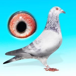 SK25-0701-1571-DERES TOJÓ-PITBULLx KITTEL