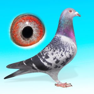 SK25-0701-1573-KK.HÍM-BLUE JELLEMA-JELLEMAxBATENBURG