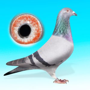 SK25-0701-1578-KÉK HÍM-BLUE KITTEL-HEREMANSxBulck