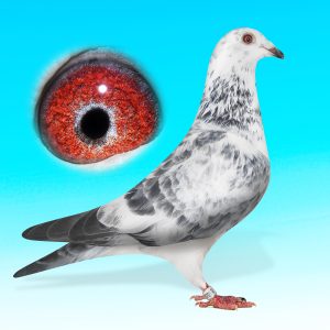 SK25-701-1581-DER.TOJÓ-JONGE GRIZZLE-RUDY VAN REETH