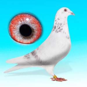 SK24-0701-108-DERES TOJÓ- BEAUTY GRIZZLE-RUDY VAN REETH