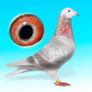 SK24-0701-77-VK.HÍM-RED RUDY-RUDY VAN REETH xEIJERKAMP